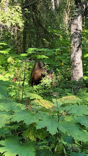 Moose at Coastal Trail