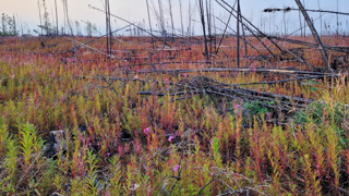 Aftermath of forest fire