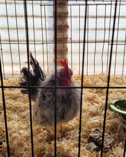 Chicken at fair