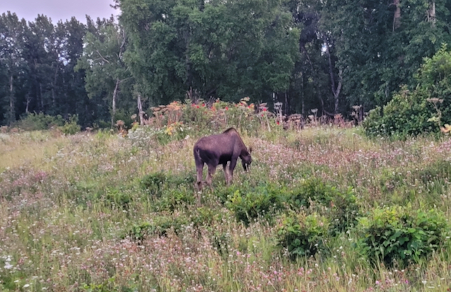 City Moose Tour