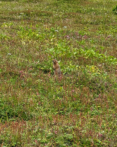 Marmot