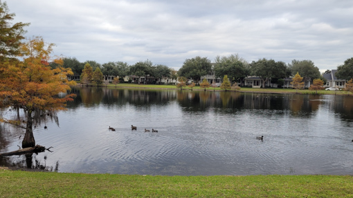 Baldwin Park Lake with Ducks Baldwin Park Orlando, FL